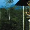 Отель Selva Bananito Lodge, фото 2