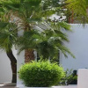 Отель Apartamentos Tamarindos, фото 6