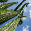 Отель Botanical Park Garden Cactus, фото 4