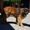 Отель Agriturismo La Montina, фото 11