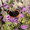 Отель Willows B&B, фото 20