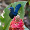 Отель Sitio Namaste Paraty, фото 5
