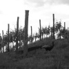 Отель Gigante Wine & Welcome, фото 9