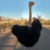 Отель Charming Ostrich Ranch Guest House, фото 8