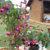Отель Pousada Andarilhos de Luz, фото 3