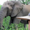 Отель Tulela Safari Lodge, фото 2