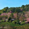 Отель Khumnaiphol Resort, фото 2