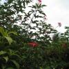 Отель Pineapple Hill Sea View Cottage, фото 3