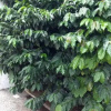 Отель Finca Típica La Bella, фото 14
