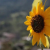 Отель B&B Il Girasole, фото 5