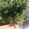 Отель Guest House Fig City, фото 3