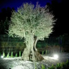 Отель Casas Rurales Los Olivos, фото 2