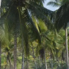 Отель Kaveri Tourist Home, фото 5