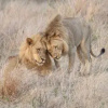 Отель Tulela Safari Lodge, фото 3