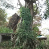 Отель Isanborei Homestay 9, фото 3