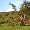 Отель Addo Palace Bush Huts, фото 8