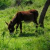 Отель Fokaeon Farm в Лонгуше