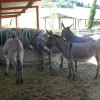 Отель Azienda Agricola Ed Agrituristica Cafaggio, фото 4
