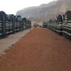 Отель Wadi rum light camp, фото 4