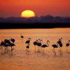 Отель Hostal Flamingo, фото 5