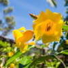 Отель Eco Pousada Eldorado Lumiar, фото 9