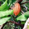 Отель Cacao, фото 6