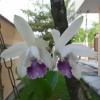 Отель Pousada Canto da Praça, фото 12