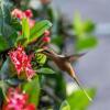 Отель Fazenda Colibri, фото 14