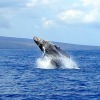 Отель Maui Beach Resort #C-403, фото 17
