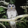Отель Bushbaby Lodge, фото 4