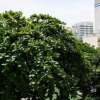 Отель Leblon - 2 quartos RGU67305, фото 9