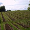 Отель La Vigne Près De Saint Emilion, фото 1