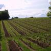 Отель La Vigne Près De Saint Emilion, фото 5