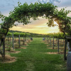 Отель Galena Cellars Vineyard & Winery, фото 11
