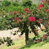 Отель Pousada A Mata que Canta, фото 11
