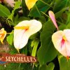 Отель Chales Seychelles, фото 2