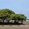 Отель Appartamenti la Pinetina di Favignana, фото 10