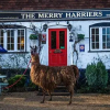 Отель The Merry Harriers, фото 4
