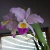 Отель Reserva Natural Forest of Orchids в Ла-Вегах