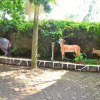 Отель Dian Fossey Nyiramacibir Hotel, фото 30