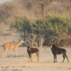 Отель Thobolo's Bush Lodge, фото 11