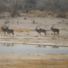Отель Thobolo's Bush Lodge, фото 12