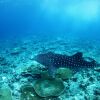 Отель Maldives Guests House Whale Shark Inn, фото 17