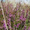 Отель Doppelhaushälfte in Vitte auf Hiddensee, фото 7