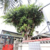 Отель Ping Ang Tree, фото 1