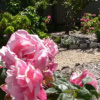 Отель Walnut Cottage, фото 11