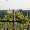 Отель Azienda Agrituristica Costa dei Tigli, фото 3