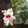 Отель Pousada Pé de Mamão, фото 6