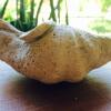 Отель Gili Spoy - Spoy Homestay, фото 5