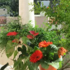 Отель Fiori di Arancio, фото 6